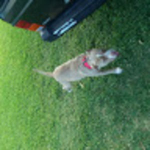 Meet your Posher, Ronnie